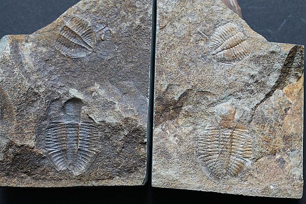 Öffnet dieses Bild in einer größeren Version in einem neuen Fenster T-Or-27 Üpn